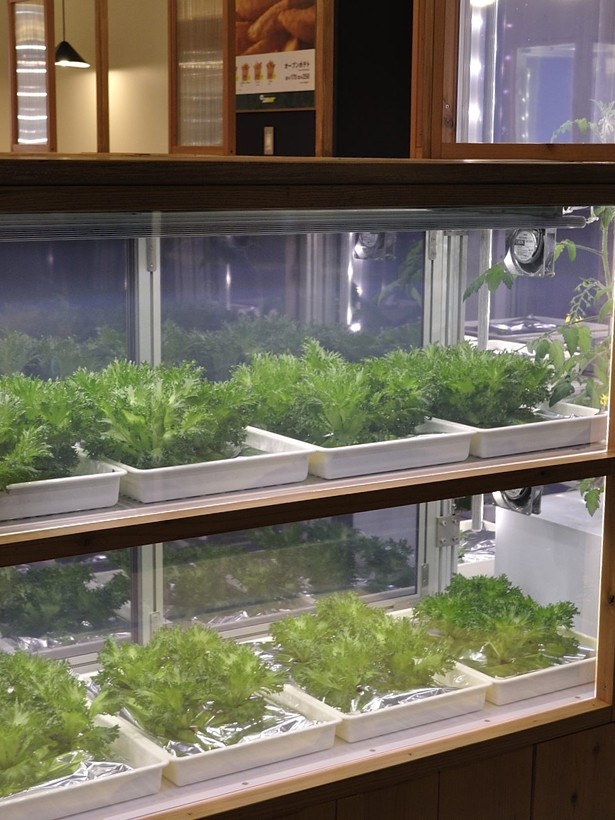 店舗内に植物工場が共存。これぞ未来の農業のカタチ。「サブウェイ野菜ラボ」