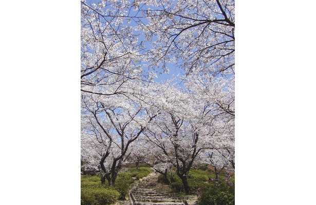 桜イメージ