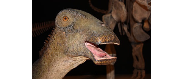 歯が特徴的なニジェールサウルスのビジュアル