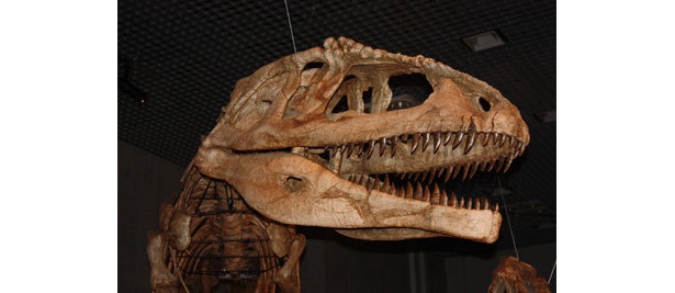 アウカサウルスの主食は竜脚類の卵や孵化直前の赤ちゃんだった