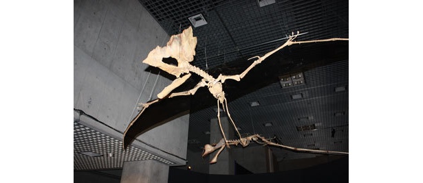 世界最古の歯のない翼竜タペシャラ