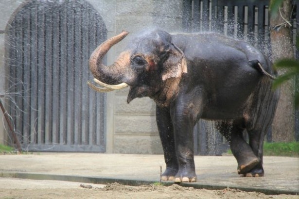 【写真を見る】謎解きのカギを握る!?ズーラシアの動物たち