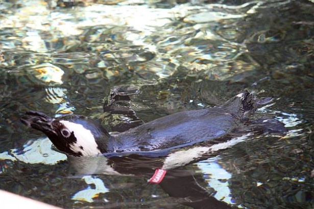ペンギンも住んでいるタイムシェア・リゾートGrand Waikikianのヒルトン・ハワイアン・ビレッジ