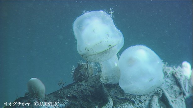 オオグチボヤ。ホヤの仲間。富山湾など深さ300～1000mに生息。入水孔を流れに向かって開きプランクトンなどを食べる