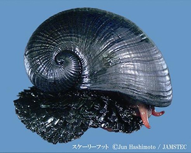 スケーリーフット。大きさ3～5cmほどの巻き貝。インド洋の深さ2500m付近に生息