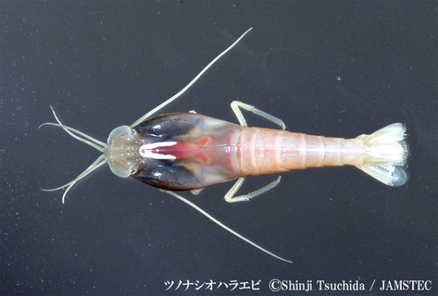 ツノナシオハラエビの仲間。インド洋や大西洋の熱水が噴き出す深さ1600～3700mの海底にすむ