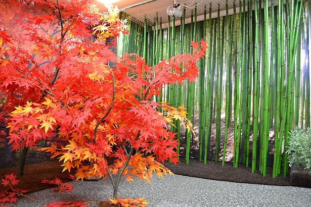 紅葉と竹の色合いが美しい