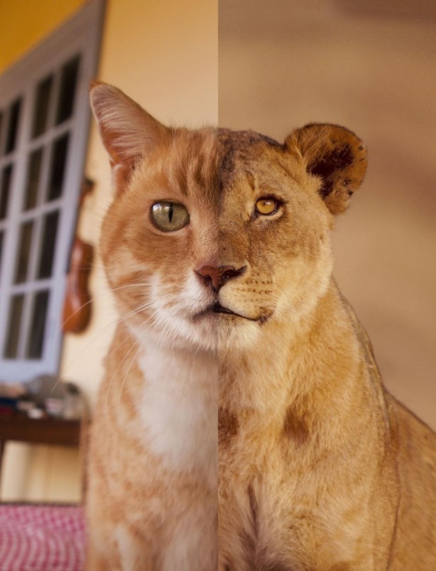 ネコとライオンは似ている！思わず納得させられるユニークな写真展