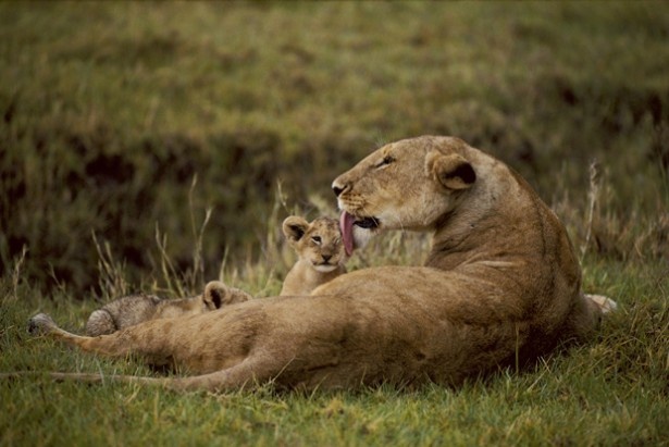 「授乳後に甘える子を落ち着かせます。」(ンゴロンゴロ自然保護区 タンザニア)