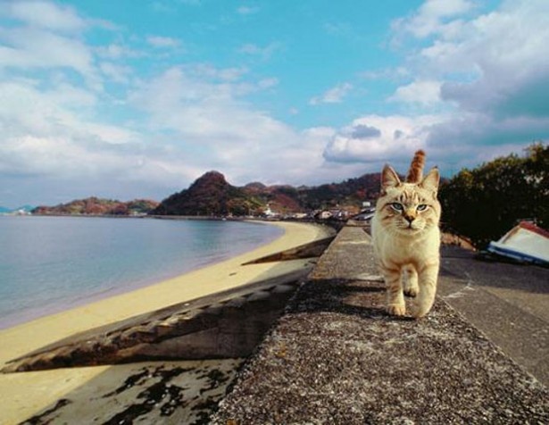 ネコ好き名カメラマンが撮った世界各地のネコ写真展