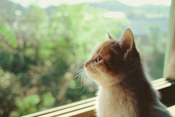 岩合氏は「ネコが幸せになればヒトも幸せになり、地球も幸せになる！」と語る