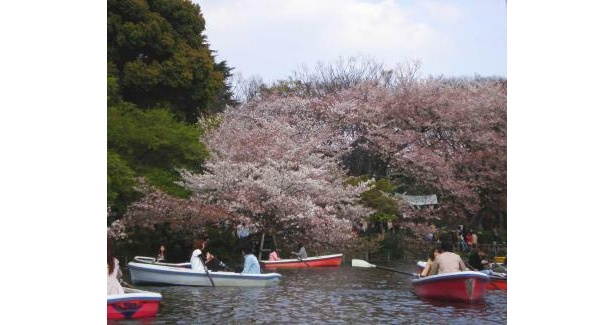 桜満開！春の井の頭恩賜公園も魅力の1つ