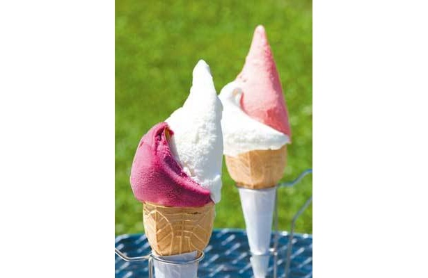 フルーツ感バッチリ！ジェリテリア レ・ディ・ローマのジェラート（各420円）