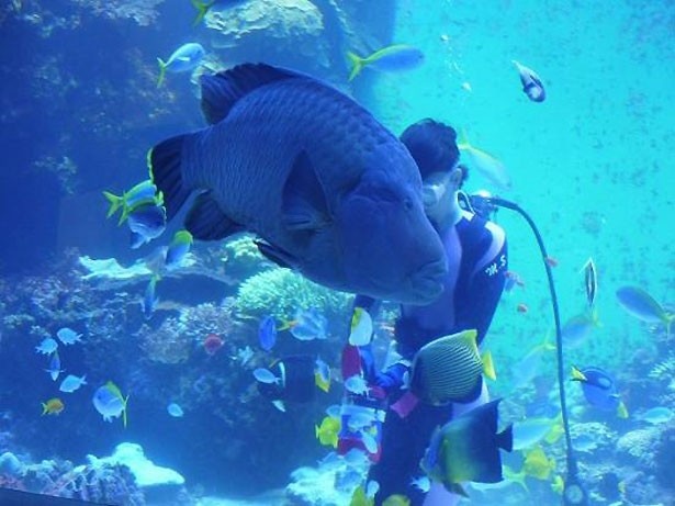 大分マリーンパレス水族館 うみたまご(大分県・大分市)