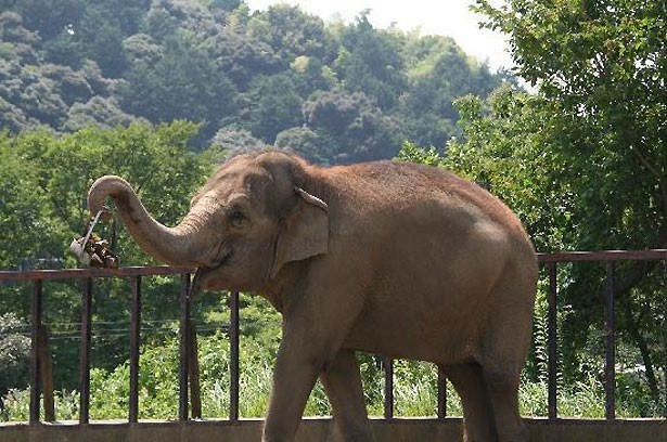静岡市立日本平動物園(静岡県・静岡市)