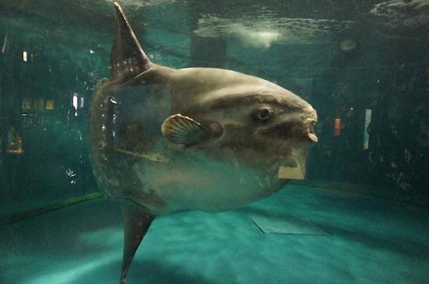 市立 しものせき水族館 海響館(山口県・下関市)