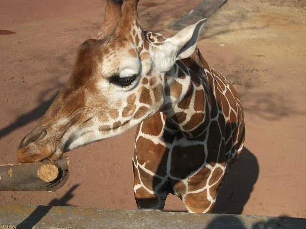 千葉市動物公園(千葉県・千葉市)