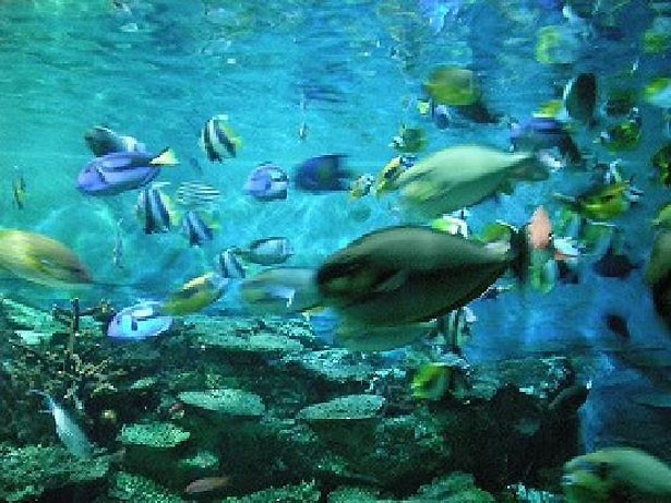 神戸市立須磨海浜水族園(兵庫県・神戸市)