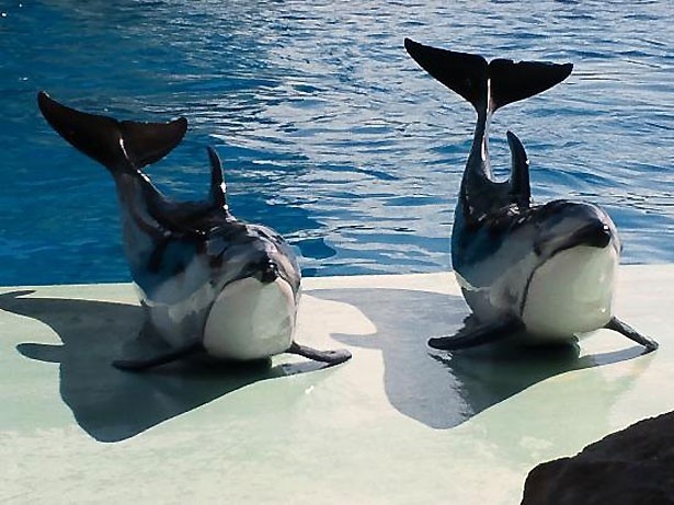 名古屋港水族館(愛知県・名古屋市)