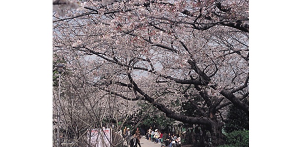 主要スポットの桜チェック！まずは千鳥ヶ淵の桜からスタート！　（写真提供：日本観光協会）