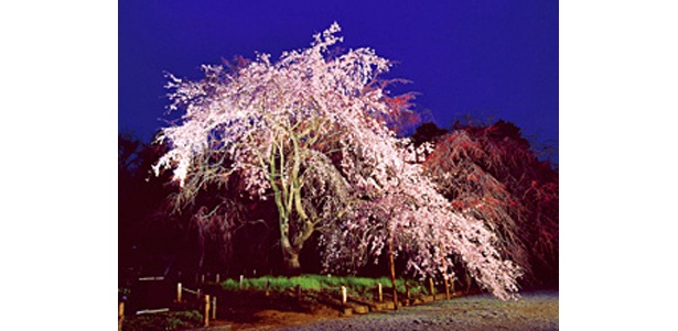 調布の野川の桜もキレイ