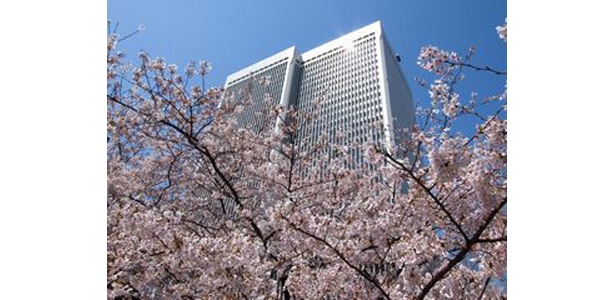 アークヒルズの桜も満開になればこんなにキレイ！