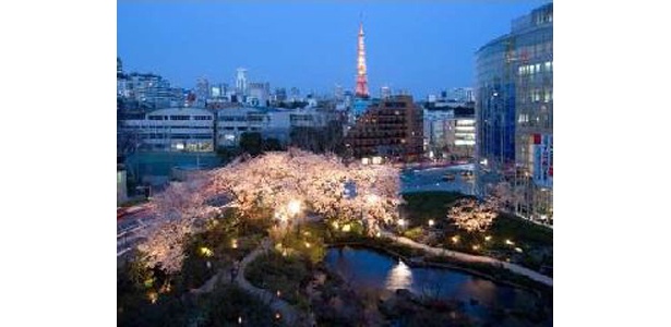 六本木ヒルズの桜も　（写真提供：日本観光協会）