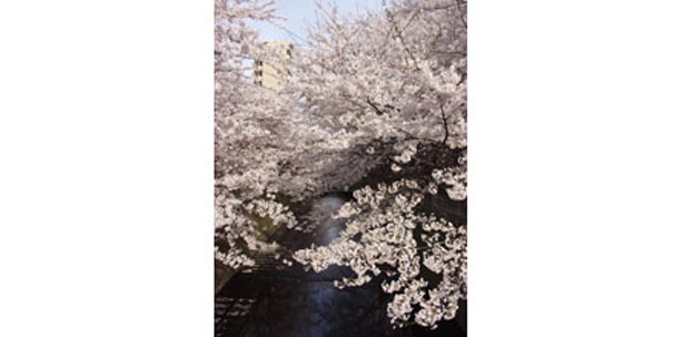 目黒川沿いの桜も有名　（写真提供：日本観光協会）