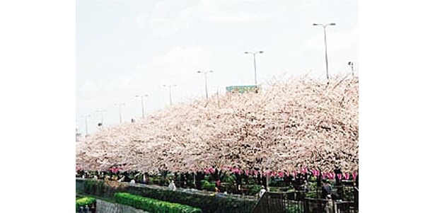 日本一!?隅田川の桜　（写真提供：日本観光協会）