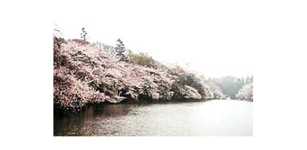 井の頭公園の桜　（写真提供：日本観光協会）