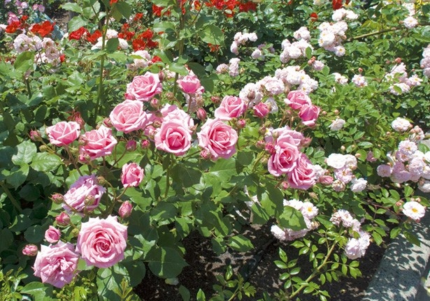 イングリッシュローズ、オールドローズなど約800種のバラが咲き誇る