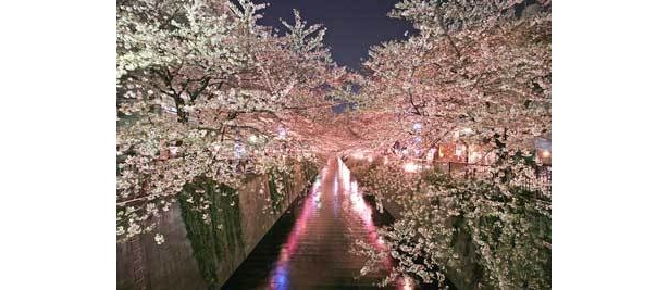 夜は妖艶なピンク色の道に！目黒川の並木道