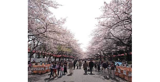 3連休に都内で “桜まつり”が続々スタート