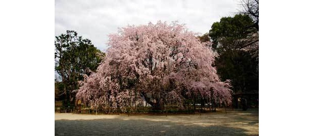 超でかい！六義園には都内一の大木が(写真はイメージ)