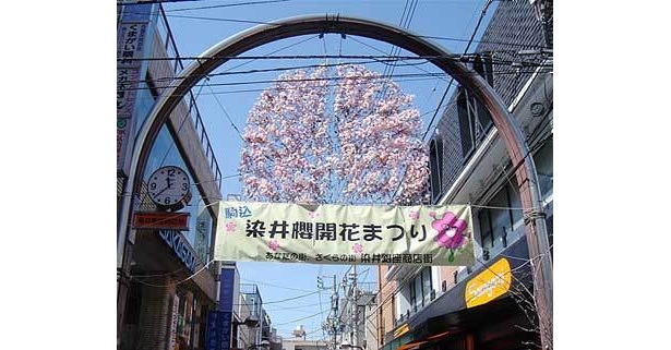 「第7回駒込染井吉野櫻開花まつり」はお得な振る舞いに注目！(写真はイメージ)