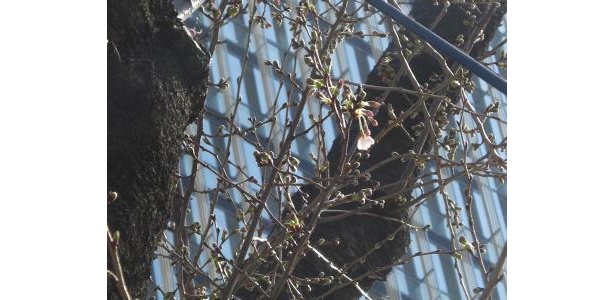 東京で1番乗り!?東京ミッドタウンで桜が開花！