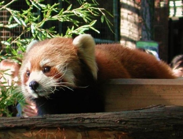 17位の野毛山動物園