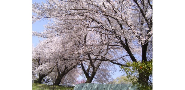 待ちに待ったお花見シーズンはもうすぐ！