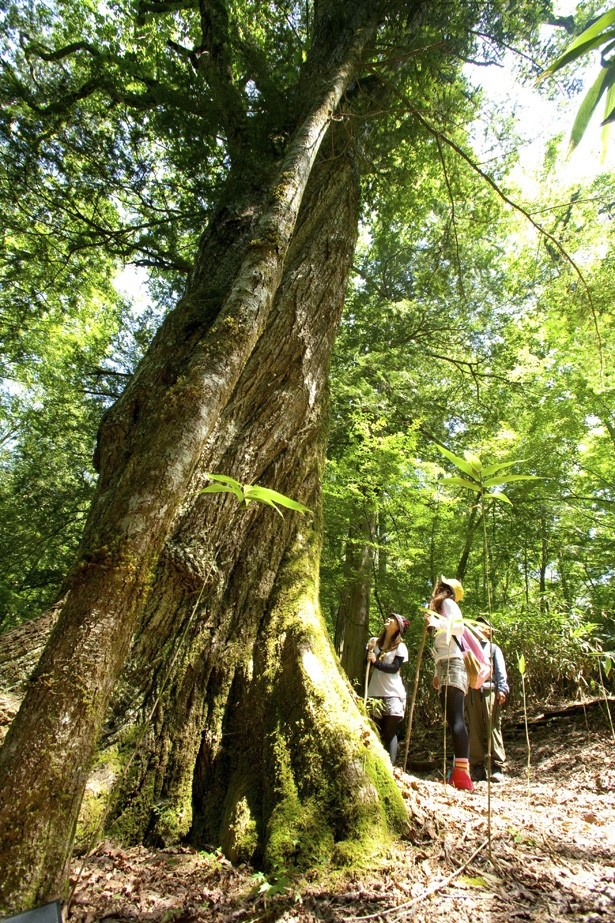 【1】霊峰大船神社にある樹齢2500年の弁慶杉