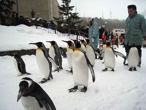 12位：旭山動物園(北海道/旭川市)