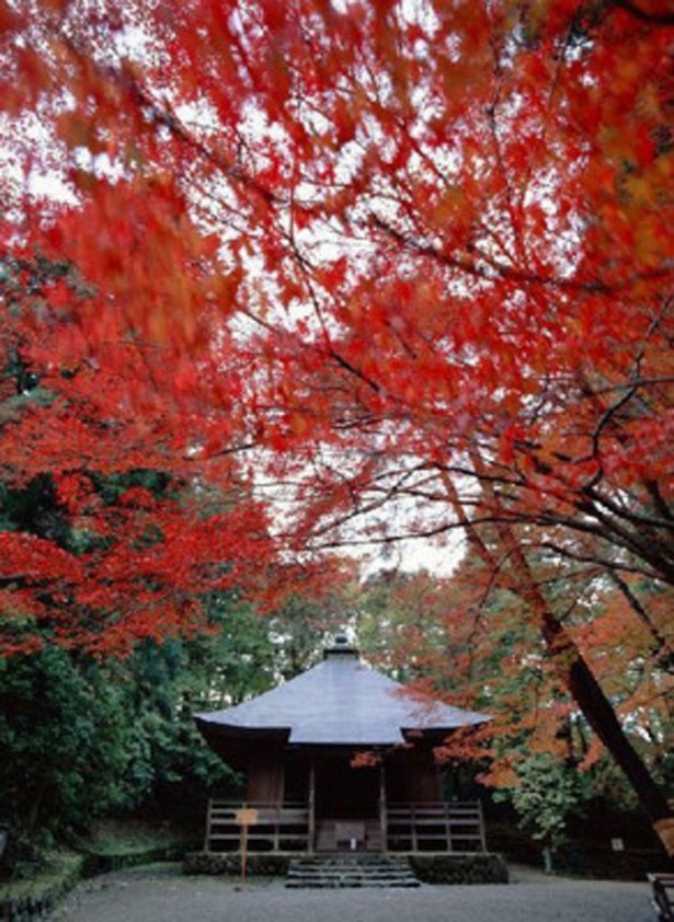 色とりどりの紅葉と、中尊寺境内の厳かな雰囲気に圧倒！(2011年登録)
