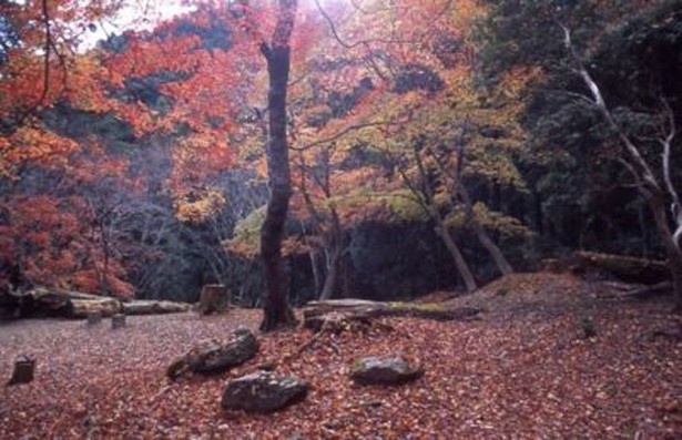 吉野山は桜や紅葉はもちろん、アジサイ、雪景色など四季折々の色々な表情も楽しめる(2004年登録)