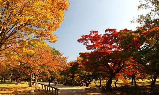 奈良公園(奈良県)で鹿とたわむれよう