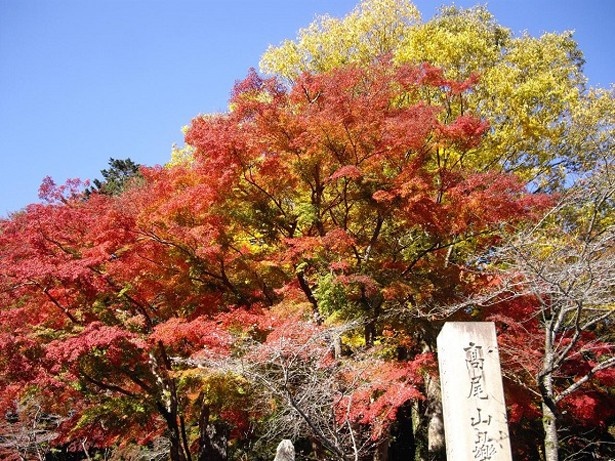 都心からのアクセスも便利な高尾山(東京都)