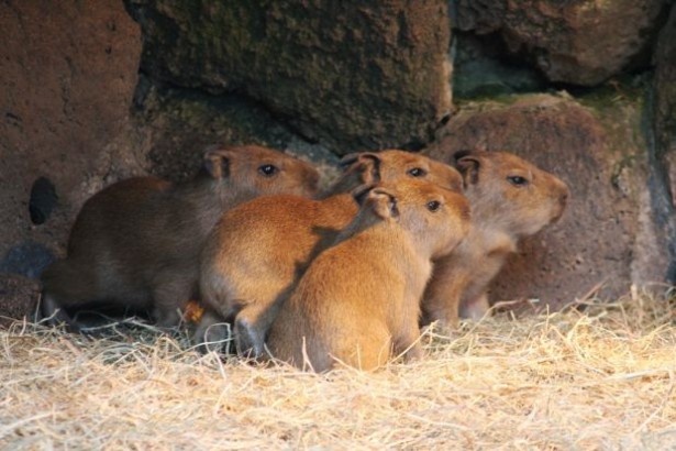 合計9頭となったカピバラ一家
