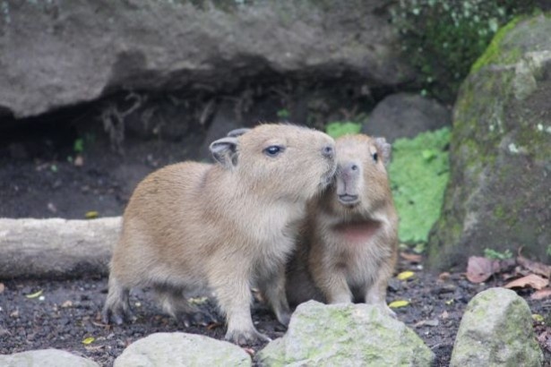 入浴するカピバラ一家は必見！