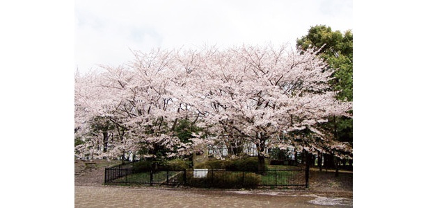 足立区No.1の千本桜！