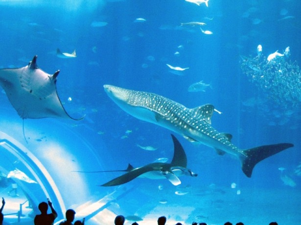 沖縄県の沖縄美ら海水族館
