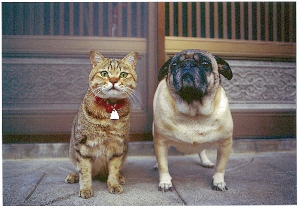岩合光昭 ねこ歩き展 サイン入り額装写真 猫 犬 写真 （ニャンと