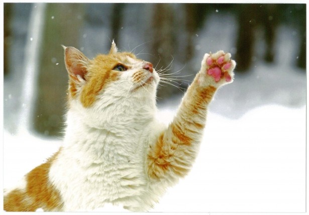 岩合光昭「ねこ歩き」写真展限定のリジナルグッズを販売